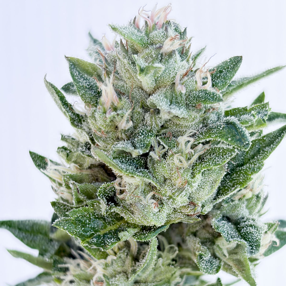 Afghani Sour