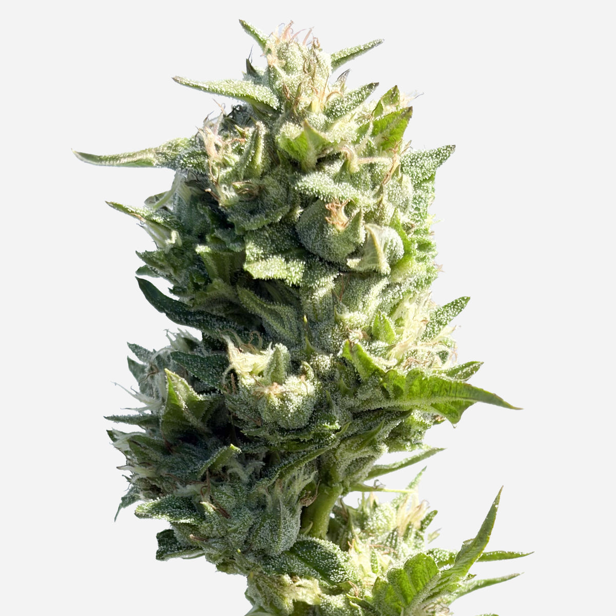 Dragonberry Kush