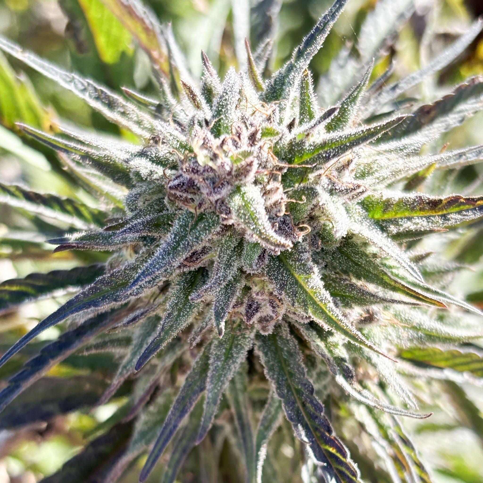 Cherry Gar-See-Ya