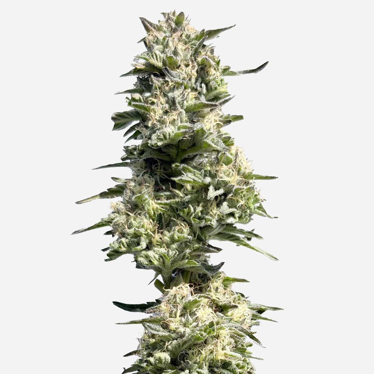 Grape Gelato