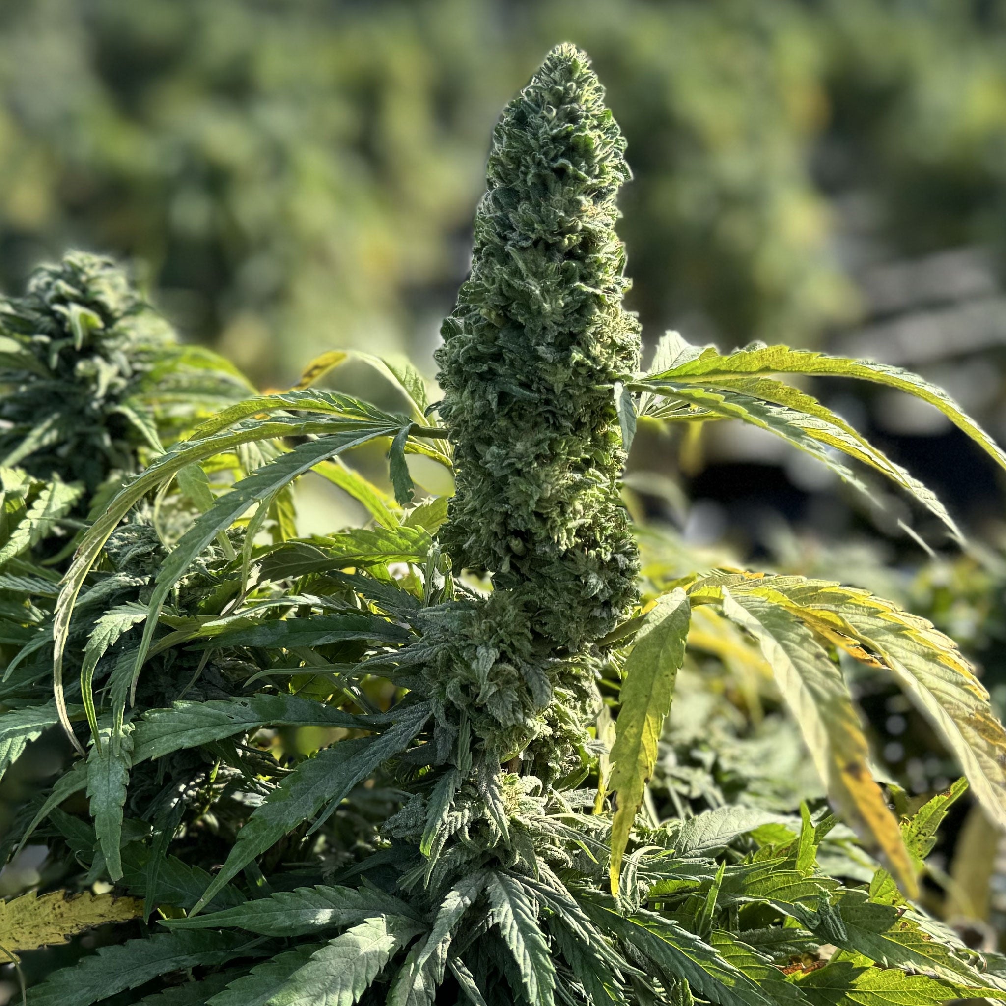 Jack the Green Martian