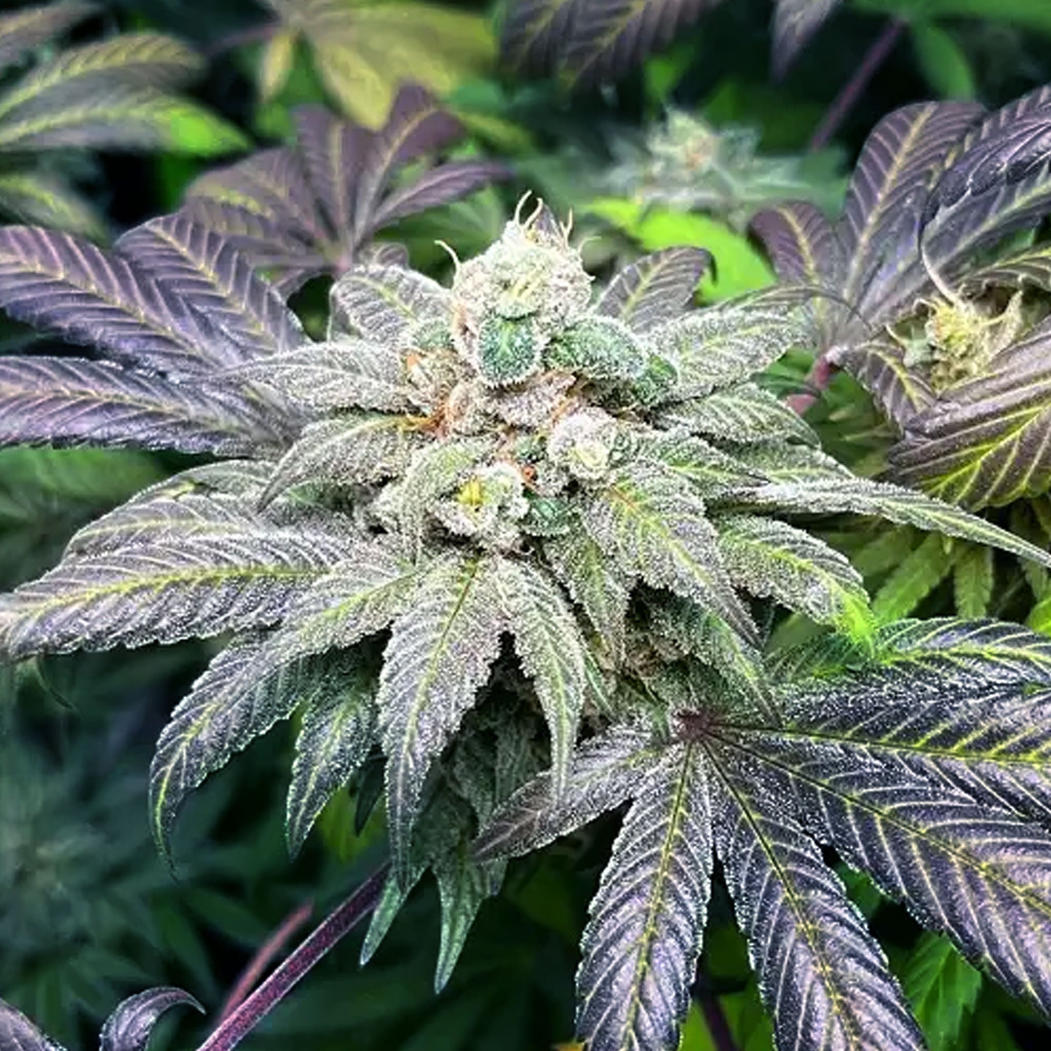 Larry the Purple Alien